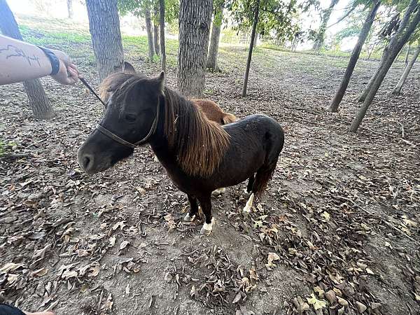 pony-for-sale