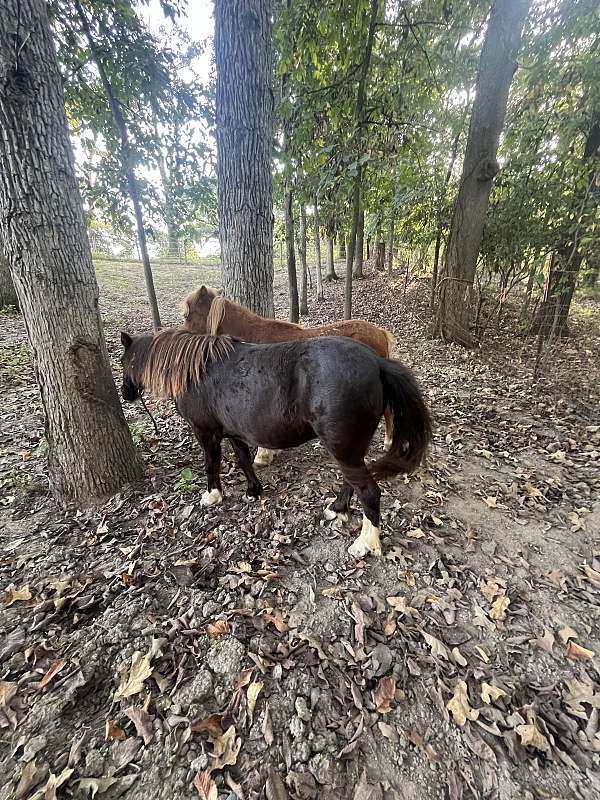 pony