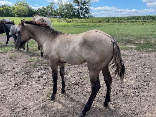 none-horse
