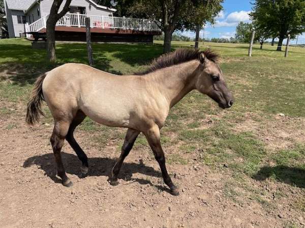 grulla-none-horse
