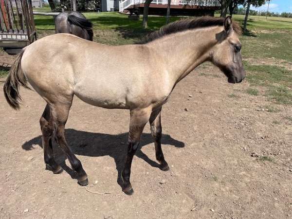 grulla-quarter-horse-filly