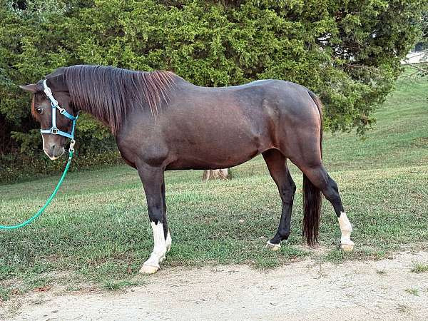bay-quarter-horse-gelding