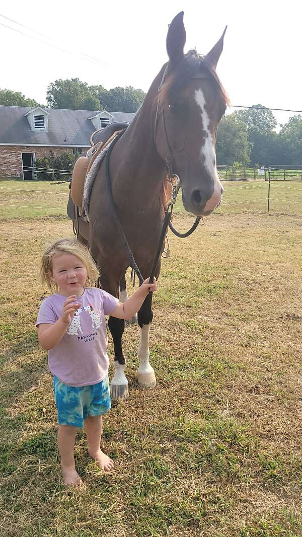 bay-gelding-for-sale