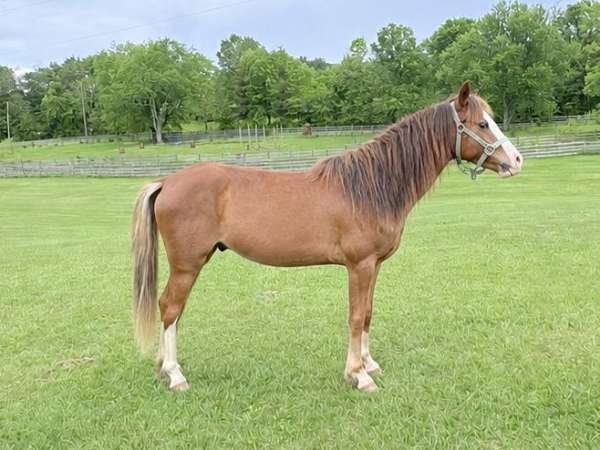 blaze-horse