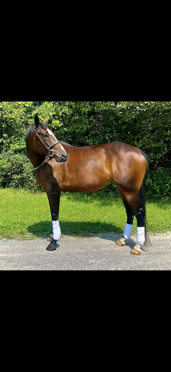 warmblood-mare