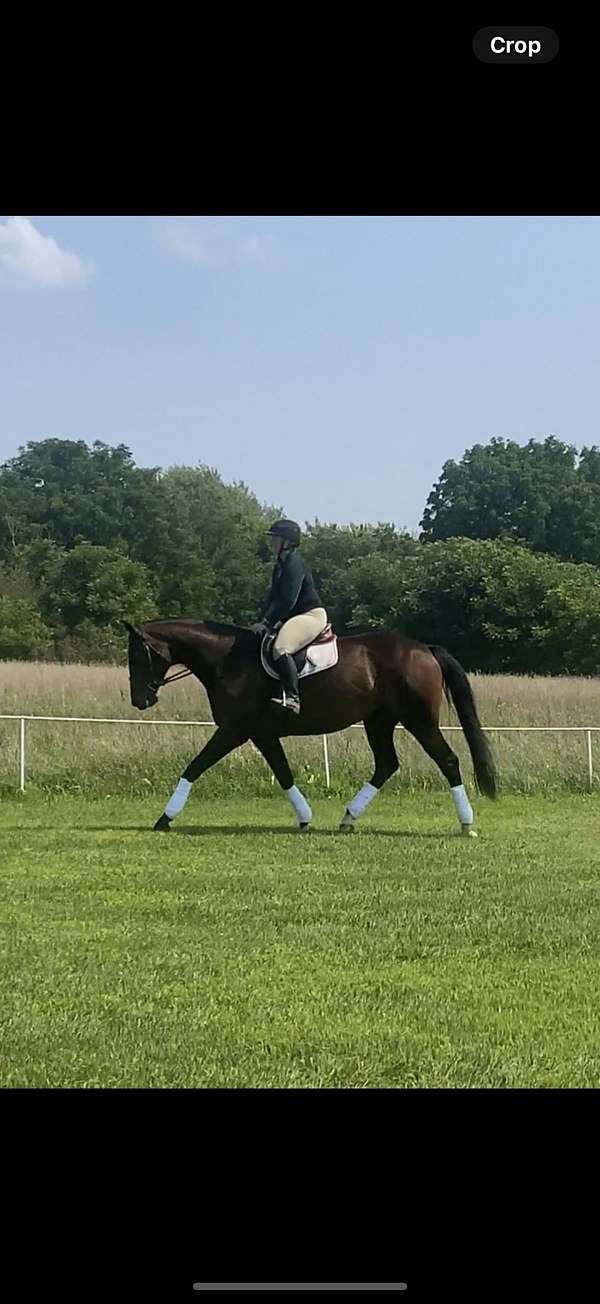 warmblood-horse-for-sale