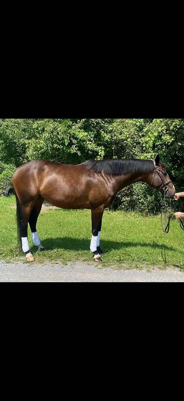 warmblood-horse