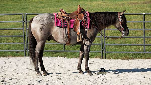 all-around-quarter-horse