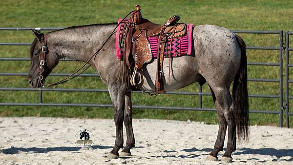 athletic-quarter-horse