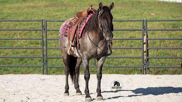 field-trial-quarter-horse