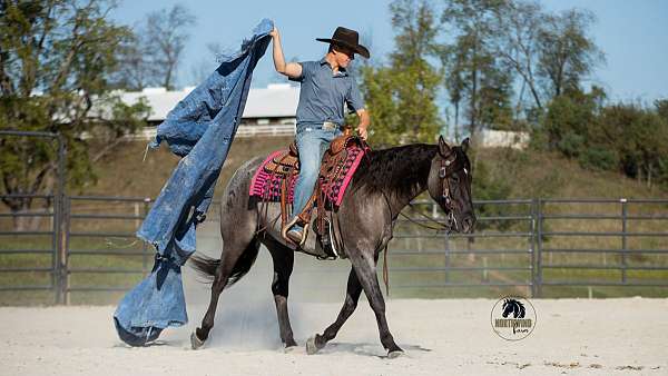 husband-safe-quarter-horse