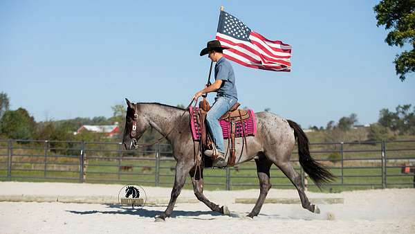 kid-safe-quarter-horse