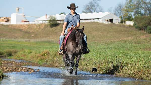ranch-quarter-horse