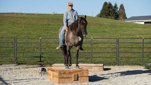 ranch-versatility-quarter-horse