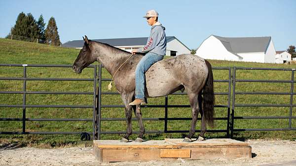 ranch-work-quarter-horse