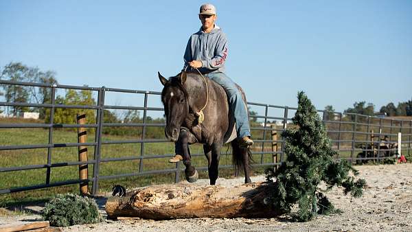 trail-quarter-horse