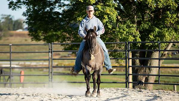 trail-riding-quarter-horse