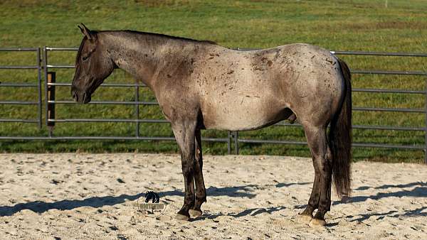 trail-class-competition-quarter-horse