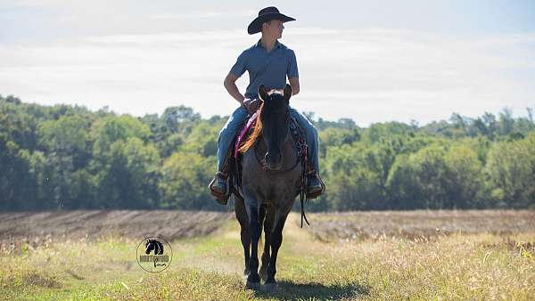 blue-roan-all-around-horse