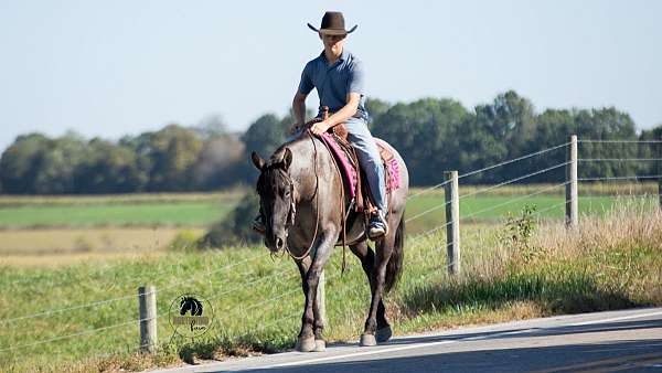 blue-roan-athletic-horse