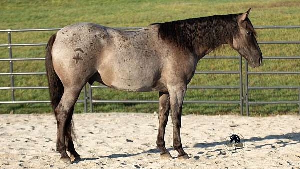blue-roan-quarter-horse-gelding