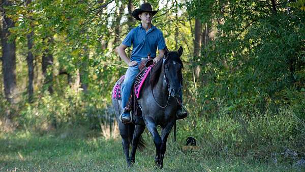 blue-roan-field-trial-horse