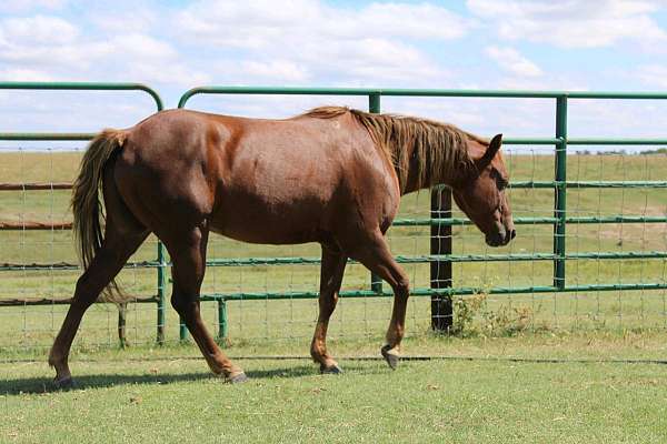 calf-roping-quarter-pony