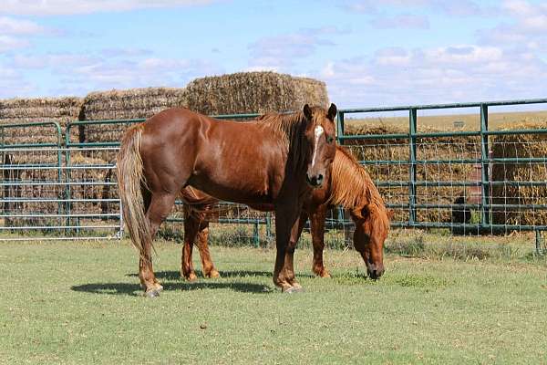 all-around-quarter-pony