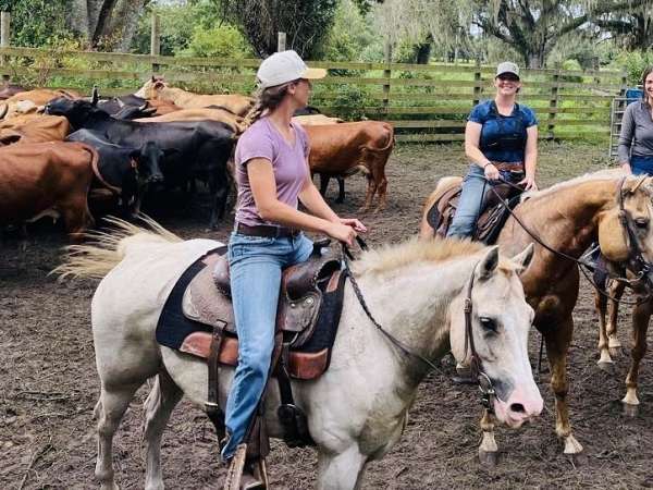 paint-pony-gelding
