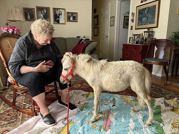 palomino-white-therapy-horse