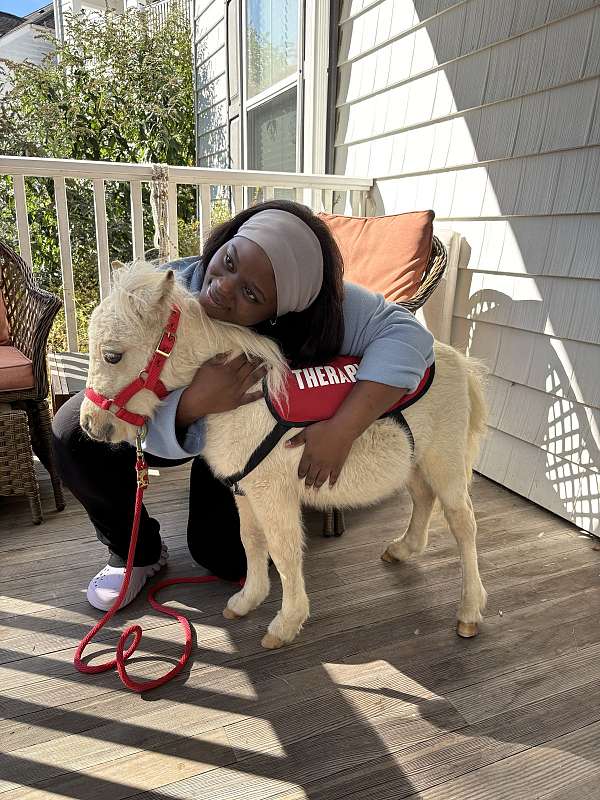 therapy-miniature-horse