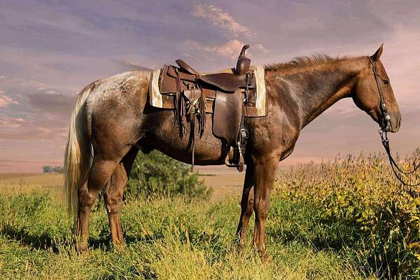 all-around-appaloosa-horse