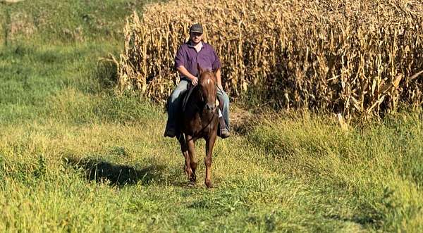 ranch-appaloosa-horse