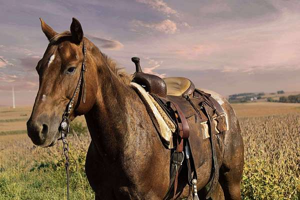ranch-versatility-appaloosa-horse