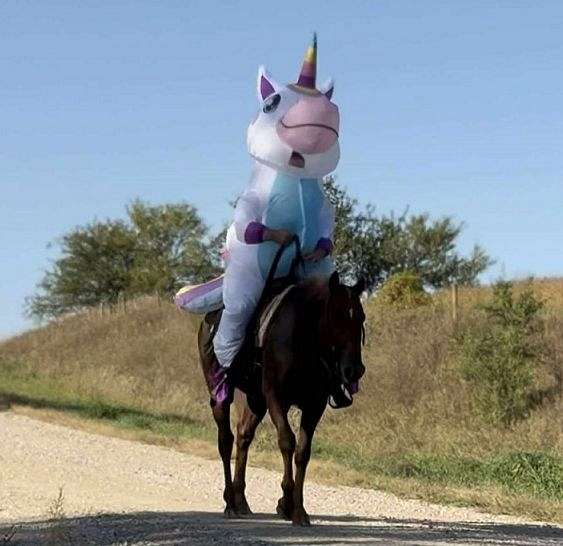 flashy-appaloosa-horse