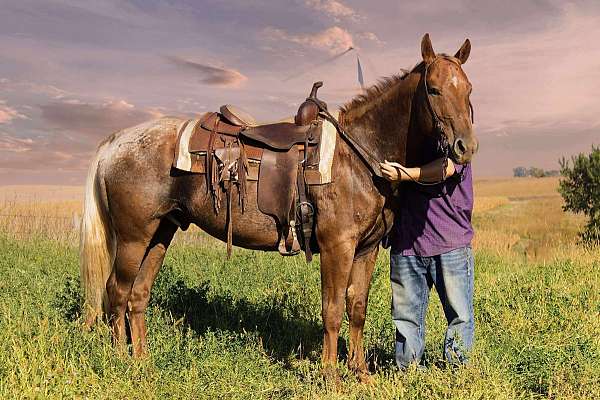 ranch-work-appaloosa-horse