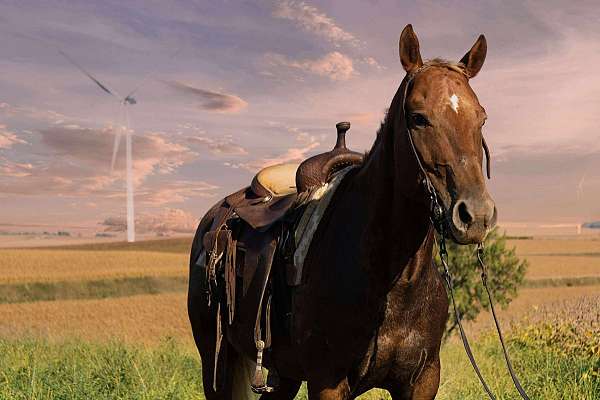 trail-appaloosa-horse