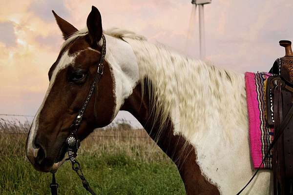 flashy-paint-horse