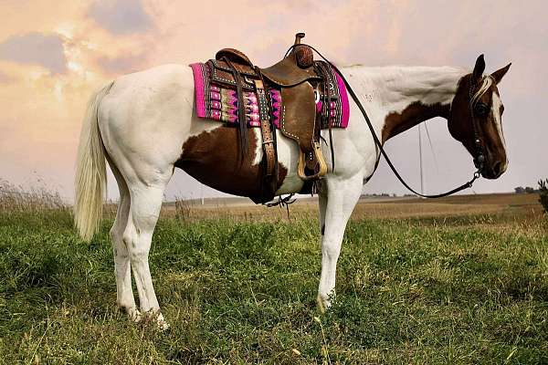 athletic-paint-horse