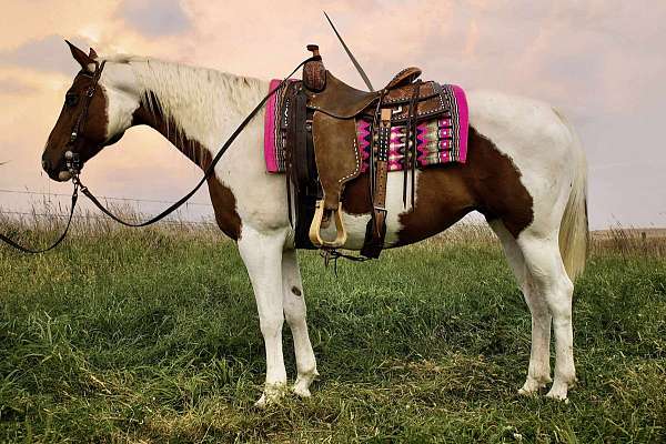 beginner-paint-horse