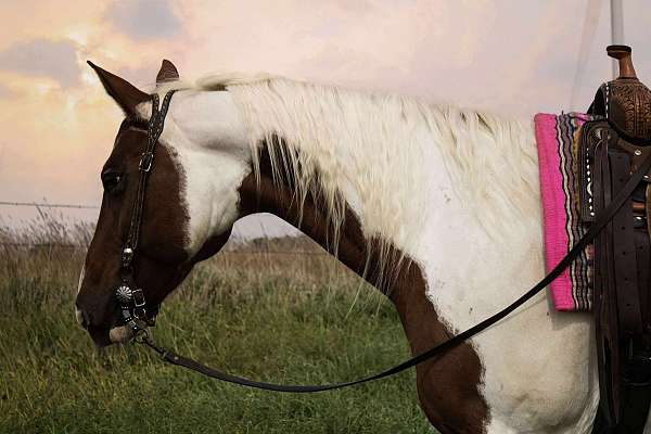 ranch-paint-horse