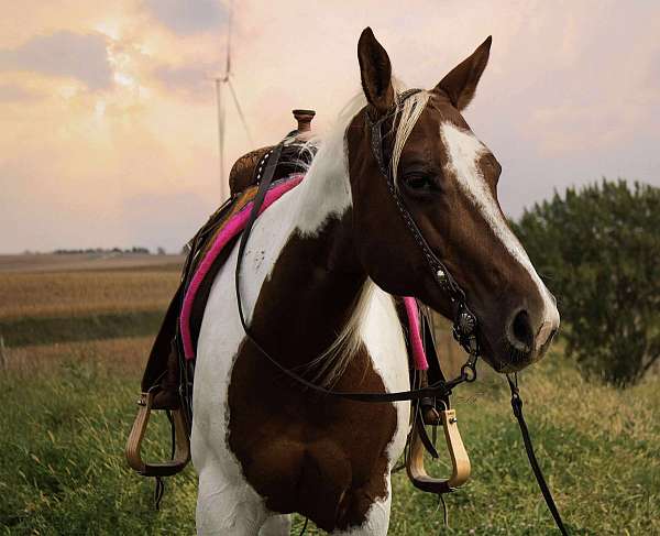 ranch-work-paint-horse