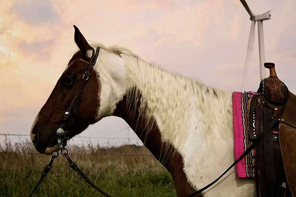 ridden-western-paint-horse
