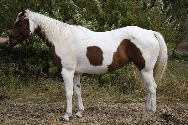 ranch-versatility-paint-horse