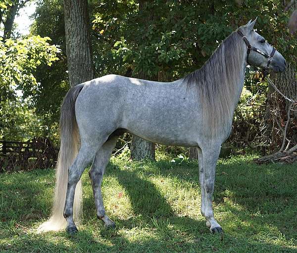 grey-rmha-stallion
