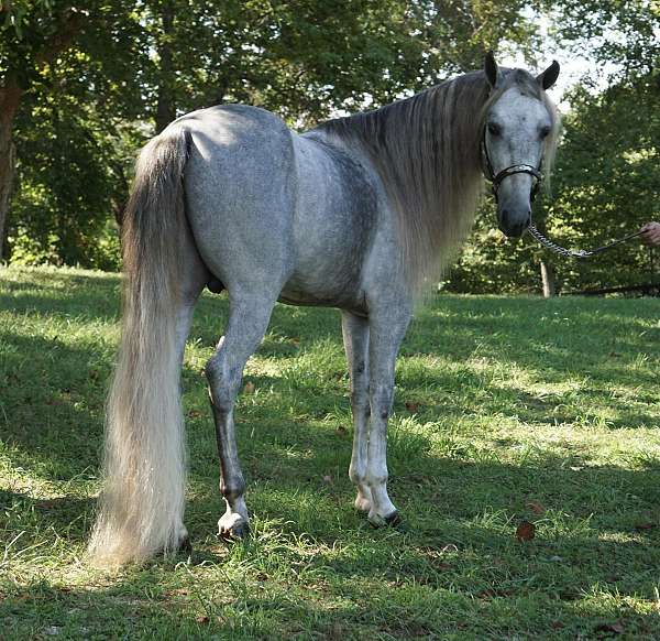 athletic-rocky-mountain-horse