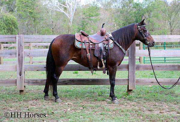 all-around-morgan-horse