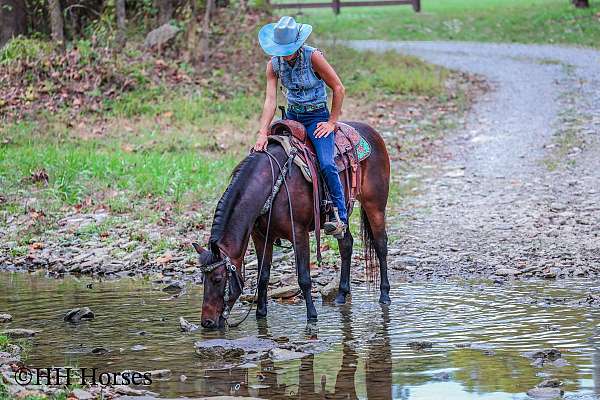 athletic-morgan-horse