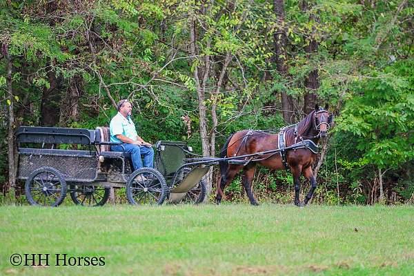 beginner-morgan-horse