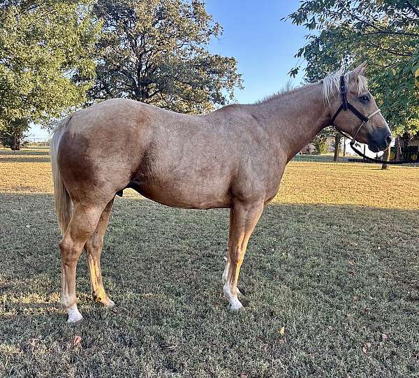 quarter-horse-for-sale
